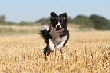 BORDER COLLIE 115